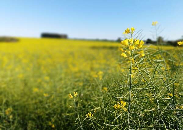 Canola dejó buen ingreso al campo - Economía - ABC Color