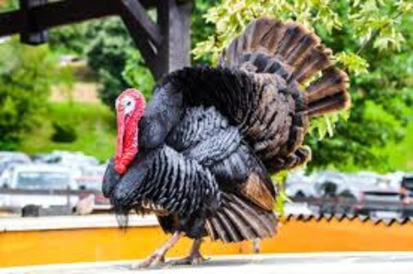 Las ventajas de comer pavo - El Independiente
