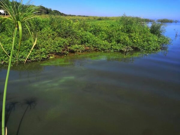 Publican investigación sobre impacto de cianobacterias en el lago Ypacarai - El Independiente