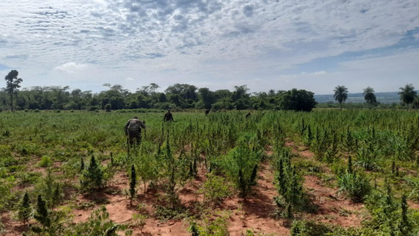 Golpe Millonario al Narco en Canindeyú
