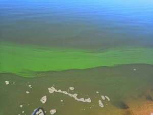 Lago “verde” de Ypacaraí: esto proponen científicos de la UNA para frenar su contaminación - Nacionales - ABC Color