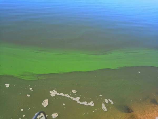Lago “verde” de Ypacaraí: esto proponen científicos de la UNA para frenar su contaminación - Nacionales - ABC Color