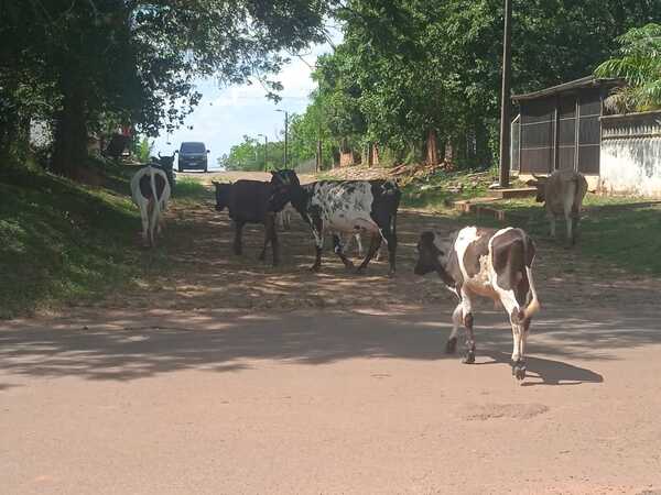 Inquietudes Ciudadanas sanjosianas: animales sueltos en la vía publica - Noticiero Paraguay