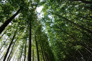Más de 30 países reciben exportaciones forestales de Paraguay hasta octubre de 2024 - MarketData