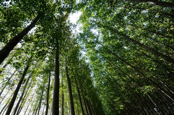 Más de 30 países reciben exportaciones forestales de Paraguay hasta octubre de 2024 - MarketData