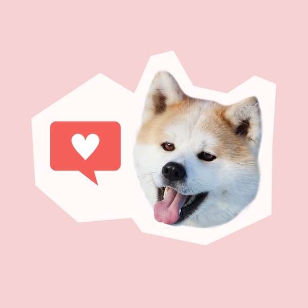 Redes sociales: por qué nos gusta tanto ver fotos y reels de perritos - Mascotas - ABC Color