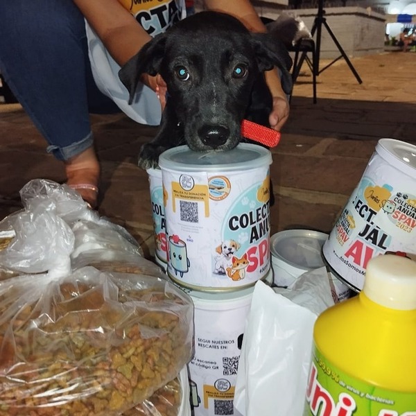 Realizan colecta anual para animales en Villarrica - Unicanal