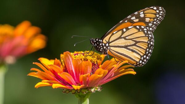 Ver mariposas: su valor espiritual