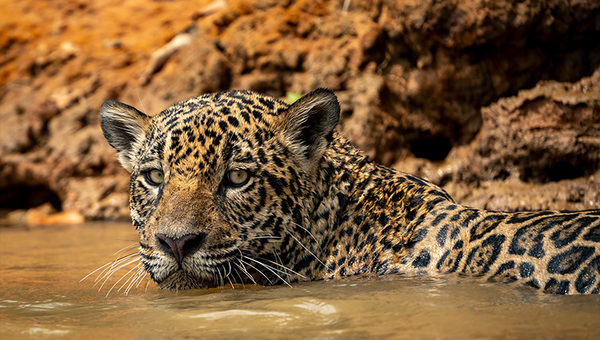 Conservación del yaguareté y de su hábitat genera entre US$ 1,4 y 4 billones anuales en servicios ecosistémicos