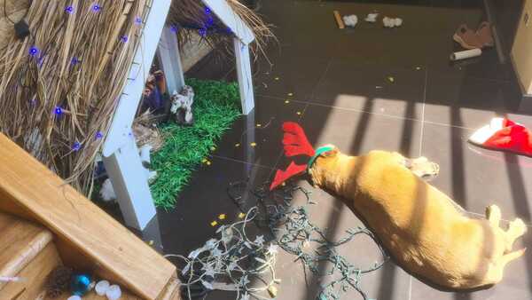 Chiruzo, el perro influencer "colaboró" para hacer pesebre con su mamá humana