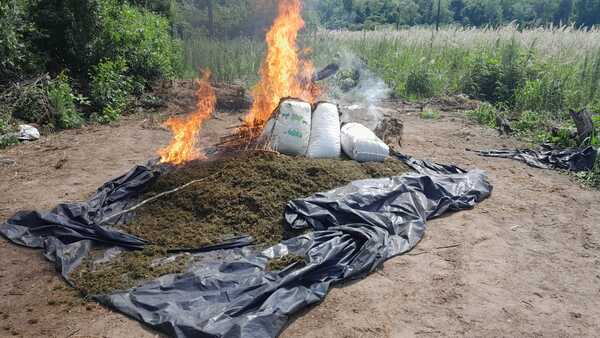 Eliminan 12 mil kilos de marihuana en Caaguazú - 1000 Noticias