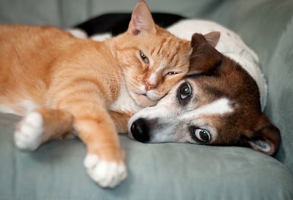 Ley busca proteger a animales con banco de sangre y centro asistencial