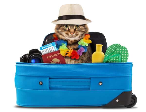 Guía práctica para unas vacaciones seguras y divertidas con tu mascota - Viajes - ABC Color