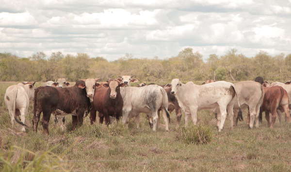 El Chaco paraguayo: un modelo de desarrollo sostenible y protección ambiental, según directora de planificación del Mades - .::Agencia IP::.