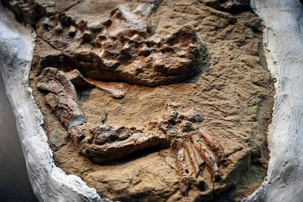 Fósil de cocodrilo marino que data de hace 10 a 12 millones de años fue hallado en Perú - Ciencia - ABC Color