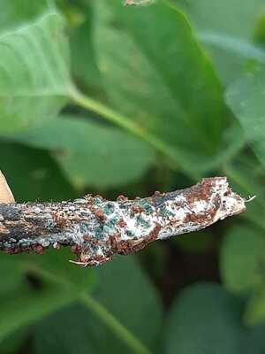 Bionatur busca transformar el sector agropecuario con la innovación | Locales | 5Días