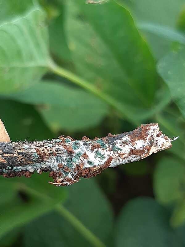 Bionatur busca transformar el sector agropecuario con la innovación | Locales | 5Días