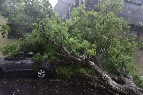 Árboles caídos en Asunción: ¡Mirá cómo se salvó un automóvil! - Clima - ABC Color