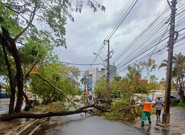Asunción se moviliza tras el temporal: 19 puntos afectados por árboles caídos