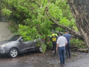 Intenso temporal en Asunción causa caídas de árboles y cortes de luz