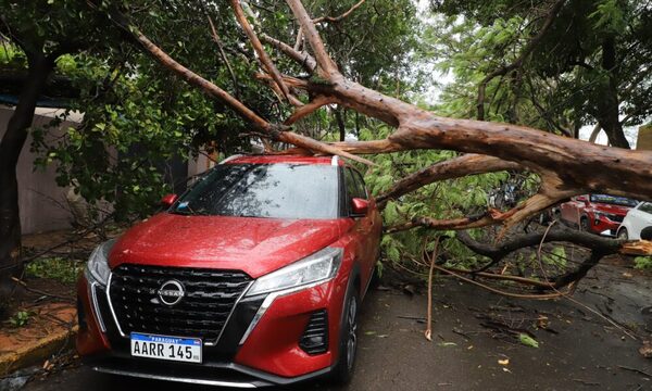 Arboles caídos, corte de lú y sarambí en el tránsito tras la tormenta