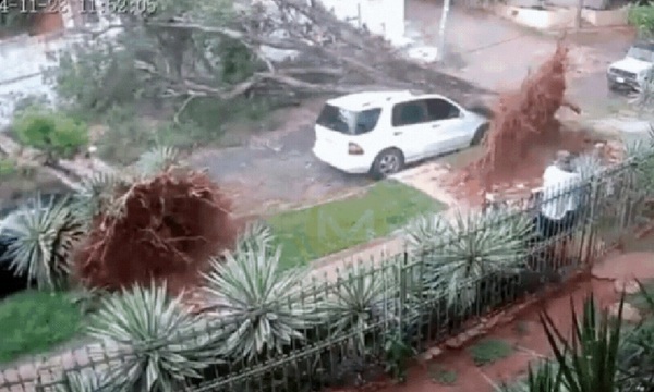 Árboles caídos, caos vehicular y daños materiales tras temporal en Asunción, Central y Cordillera - OviedoPress