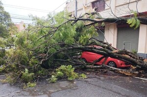 Cuadrillas de la Municipalidad de Asunción despejan árboles caídos de la vía pública • RADIO NACIONAL