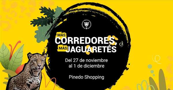 La Nación / “Más corredores, más jaguaretés”: Nasta y WWF Py se unen por la conservación del felino