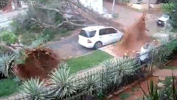 Árboles cayeron sobre dos autos del mismo dueño