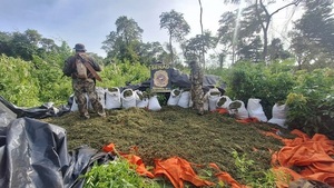 SENAD desmantela campamentos y anula 20 toneladas de marihuana