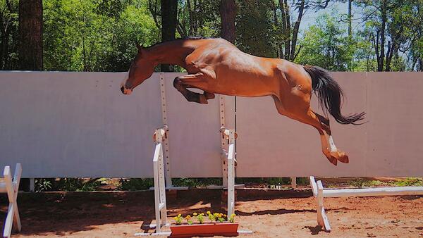 El Rodeo realiza la primera venta de caballos de salto de Haras VZ y Caliope, este sábado