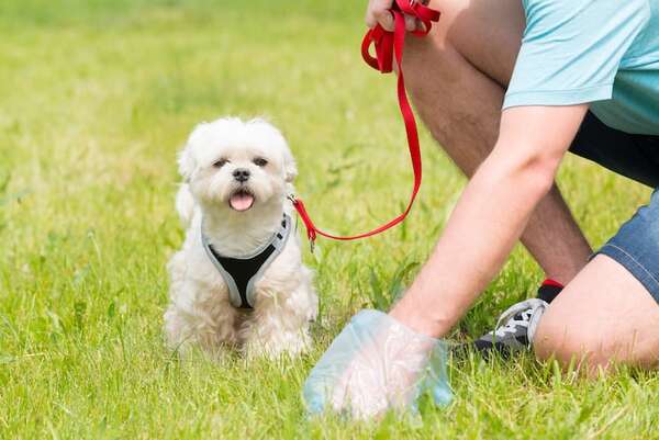 El impacto ambiental de tener mascotas: ¿cómo reducir su huella ecológica? - Mascotas - ABC Color
