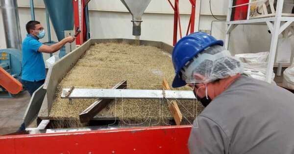 La Nación / Ley cannabis: “El problema no es quién lo cultiva, sino quién lo maneja”, señalan