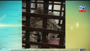CDE: Familia encuentra cachorro de Tirika en su cama y lo salva