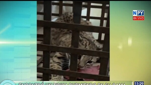 CDE: Familia encuentra cachorro de Tirika en su cama y lo salva