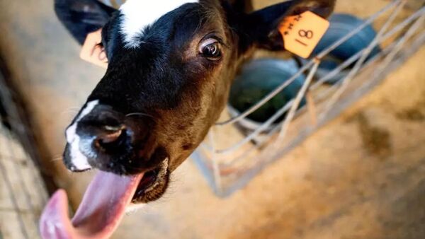 Científicos en EEUU buscan una píldora para limitar los eructos de vacas y ayudar al clima