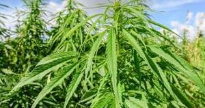 Diario HOY | Auge del cannabis industrial en Paraguay: plantean ampliar marco legal