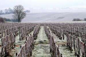 Producción mundial de vino caería a su nivel más bajo debido a condiciones climáticas - Ciencia - ABC Color