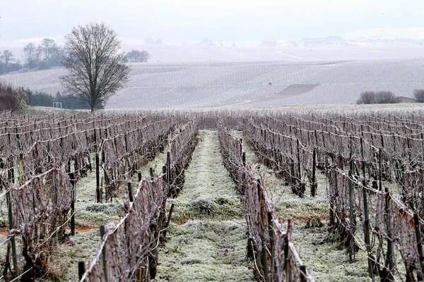 Producción mundial de vino caería a su nivel más bajo debido a condiciones climáticas - Ciencia - ABC Color