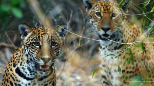 Video: El desafío de conservar el yaguareté en coexistencia con la gente