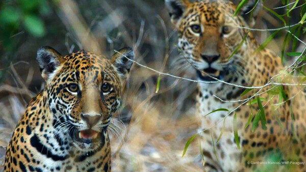 Video: El desafío de conservar el yaguareté en coexistencia con la gente