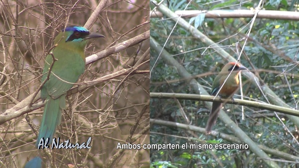 Al Natural: Aves de los cielos guaraníes - SNT