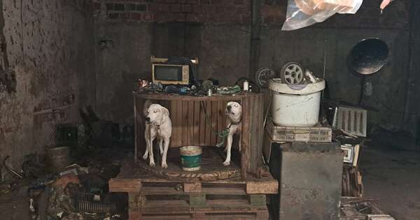 Diario HOY | Rescatan a 11 perros de una vivienda en Areguá en condiciones deplorables