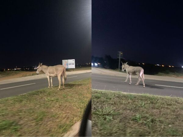 ¡Los burros se pasean tranquilamente por la Costanera Sur!