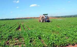 Desarrollo agrícola con buena perspectiva mediante frecuentes lluvias, según productores - ABC en el Este - ABC Color