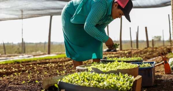 La Nación / Seleccionan a Paraguay para programa de acceso a tierra