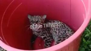 Rescatan a un tirika cachorro escondido en el dormitorio de una familia en CDE – Diario TNPRESS