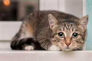 Leucemia en gatos: estos son los síntomas a los que deberías prestar atención - Mascotas - ABC Color