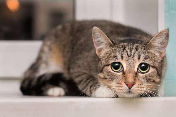Leucemia en gatos: estos son los síntomas a los que deberías prestar atención - Mascotas - ABC Color