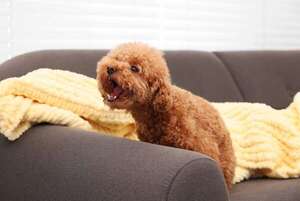 Miedos y mal comportamiento: cómo identificar si tu mascota necesita un terapeuta animal - Mascotas - ABC Color